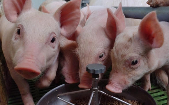Aditivos para suinocultura: desempenho, segurança e saúde intestinal