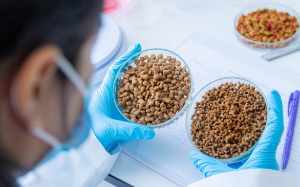 Antioxidante para nutrição animal: entenda a importância para uma ração segura