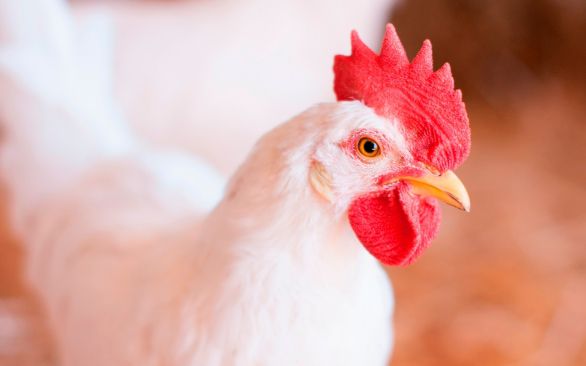 BTA estreia no Simpósio de Avicultura, em Chapecó