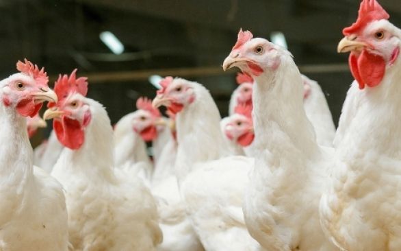 Por uma ave mais saudável