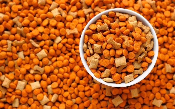 Hydro-Feed: aditivos tecnológicos trazem ganhos nutricionais para o segmento pet