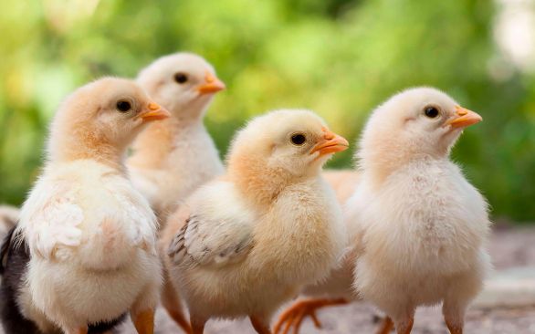 BTA Aditivos é presença confirmada no SIAVS