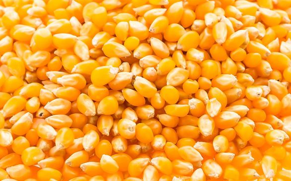 BTA participa da Expofemi 2018 em Xanxerê