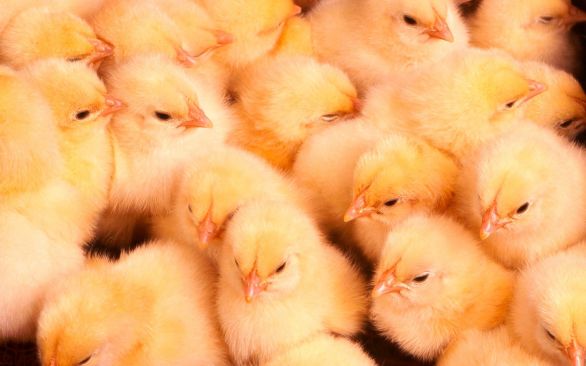 BTA Aditivos é presença confirmada na Fenagra