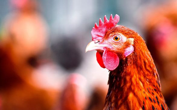 BTA presente na Aviuna