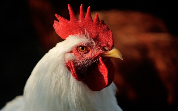 A utilização de Ácidos Orgânicos no controle de microrganismos e controle sanitário das aves