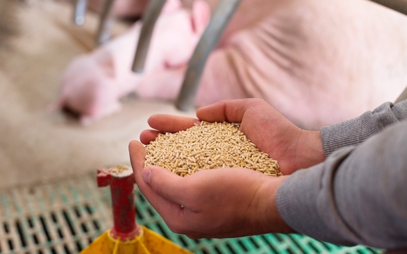 Antifúngicos promovem o aumento do shelf-life de matérias-primas e rações