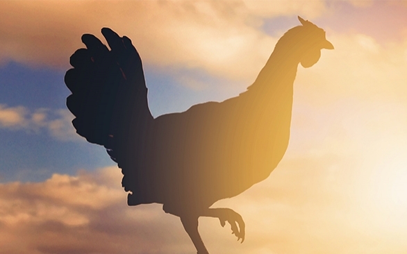 Avicultura no verão: aviários exigem mais cuidados em época de calor