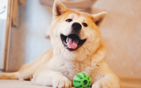 Como a qualidade da ração influencia na beleza do pelo do seu pet