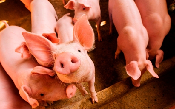 Estratégias fundamentais para auxílio no controle de Salmonella na suinocultura