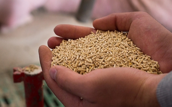 Como melhorar a qualidade física da ração peletizada