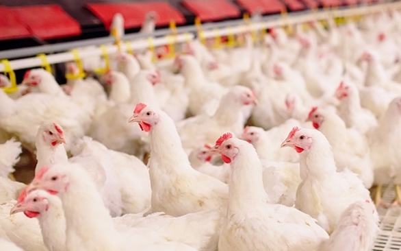 Que cuidados é preciso ter com a instalação de um aviário para garantir o bem-estar e segurança das aves