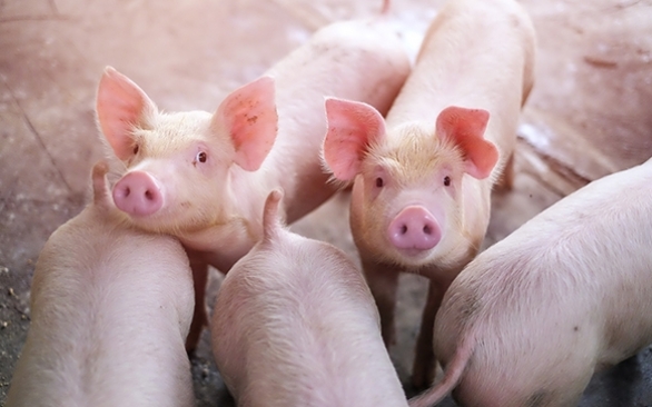 Os benefícios da utilização de ácidos orgânicos microencapsulados na suinocultura