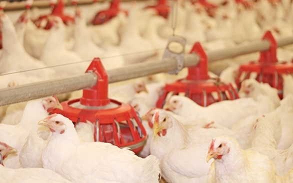 Procedimentos essenciais para combater patógenos em equipamentos e instalações de produção de aves