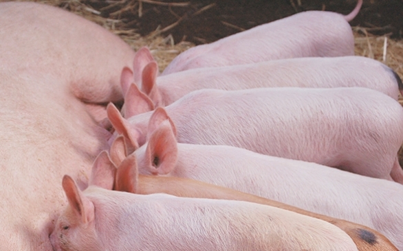 Micotoxinas: o problema de contaminação nas rações continua? 