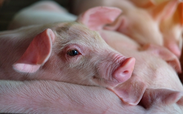Redução do uso de antimicrobianos na produção de suínos