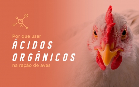 Vídeo - Por Que usar Ácidos Orgânicos na ração de aves