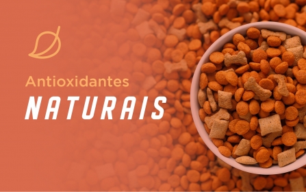 Vídeo - Uso de Antioxidantes Naturais e os Avanços na Conservação de Produtos